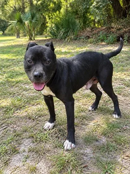 An adult medium-sized male Terrier dog named Reaper for adoption in Palm Coast, FL