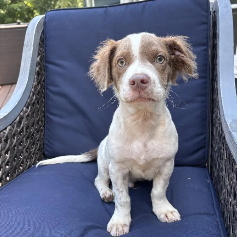 A baby medium-sized male White / Cream Australian Shepherd dog named NY Pooh Avail Jul for adoption in Eastford, CT