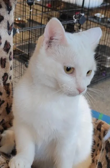 An adult medium-sized female Domestic Short Hair cat named Luna for adoption in Shawano, WI
