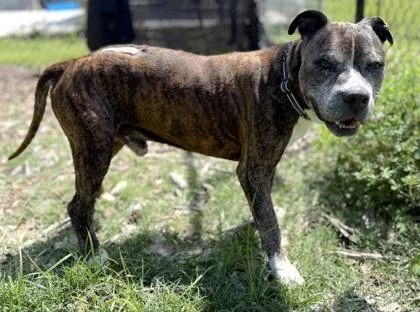 A senior medium-sized male Terrier dog named Seagrave for adoption in Palm Coast, FL