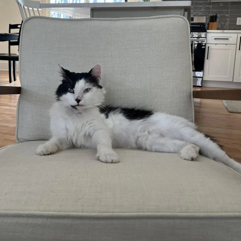 An adult large-sized male White Domestic Medium Hair cat named Fred for adoption in Mooresville, NC