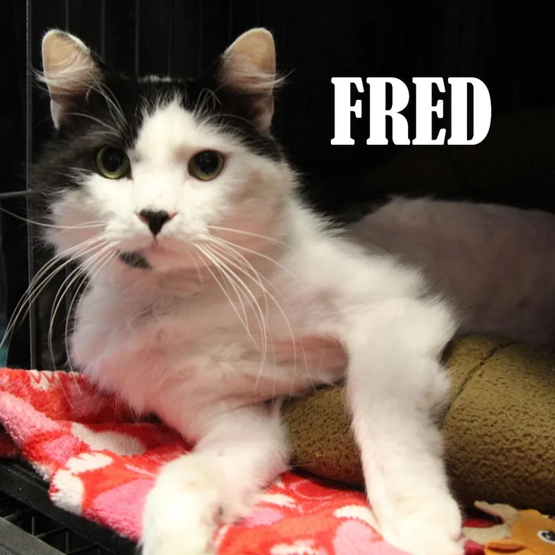 Fred thumbnail 4
