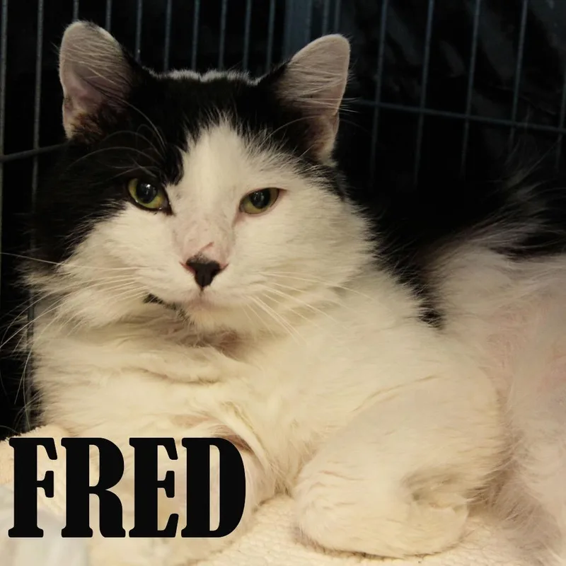 Fred thumbnail 5