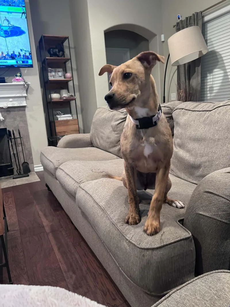 A young medium-sized female Yellow / Tan / Blond / Fawn Pit Bull Terrier dog named Coco WT for adoption in Austin, TX