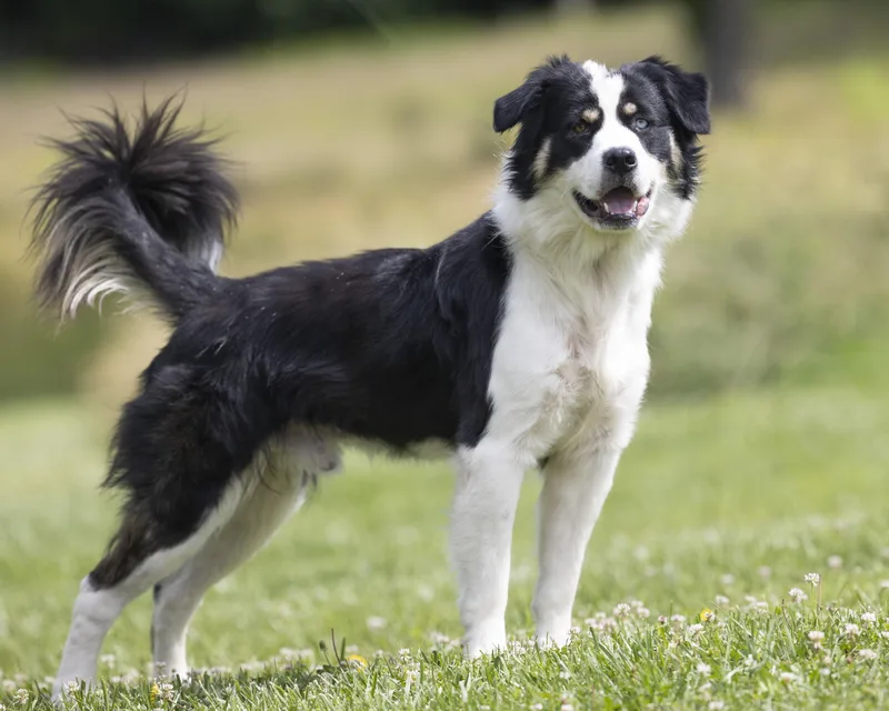 An adult large-sized male Black Shepherd dog named Briar for adoption in Bedford, IN
