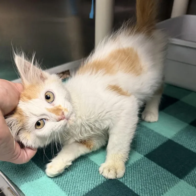 A baby small-sized male White Domestic Long Hair cat named Morty for adoption in Marion, VA