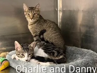 A baby medium-sized male Brown / Chocolate Tabby cat named Charlie for adoption in Clawson, MI