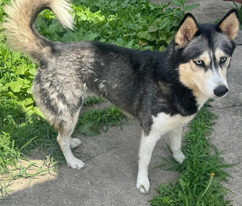 An adult medium-sized female Black Siberian Husky dog named Alaska for adoption in East Brunswick, NJ