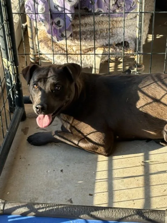 An adult large-sized female Labrador Retriever dog named A for adoption in Olivehurst, CA