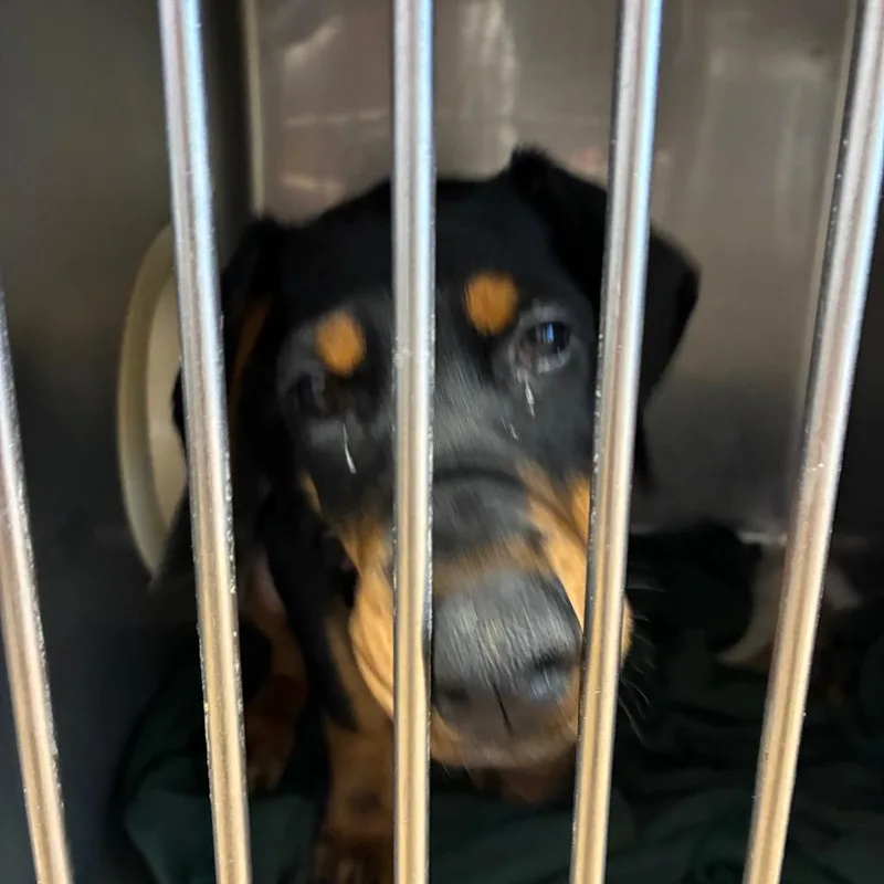 A young small-sized female Black Doberman Pinscher dog named Ladybird Allegheny for adoption in Northbrook, IL