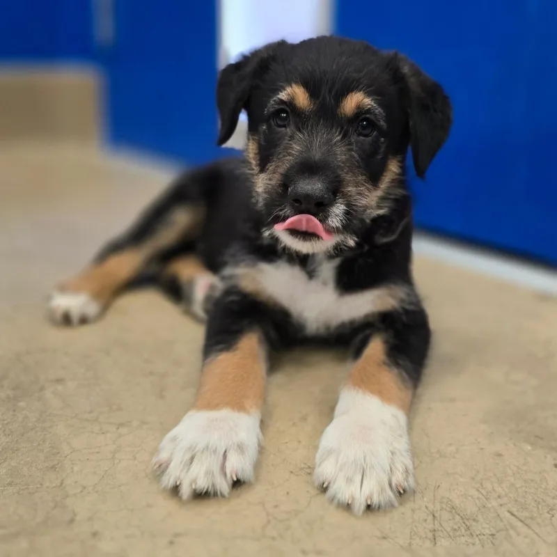 A baby small-sized male Black Mixed Breed dog named Tristan for adoption in Wickenburg, AZ