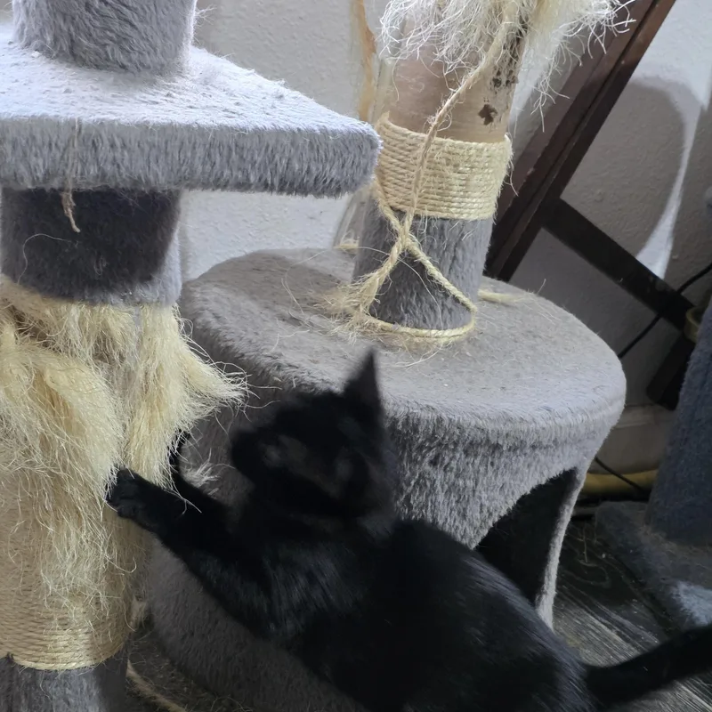 A baby small-sized male Black Domestic Short Hair cat named Max for adoption in Liverpool, TX
