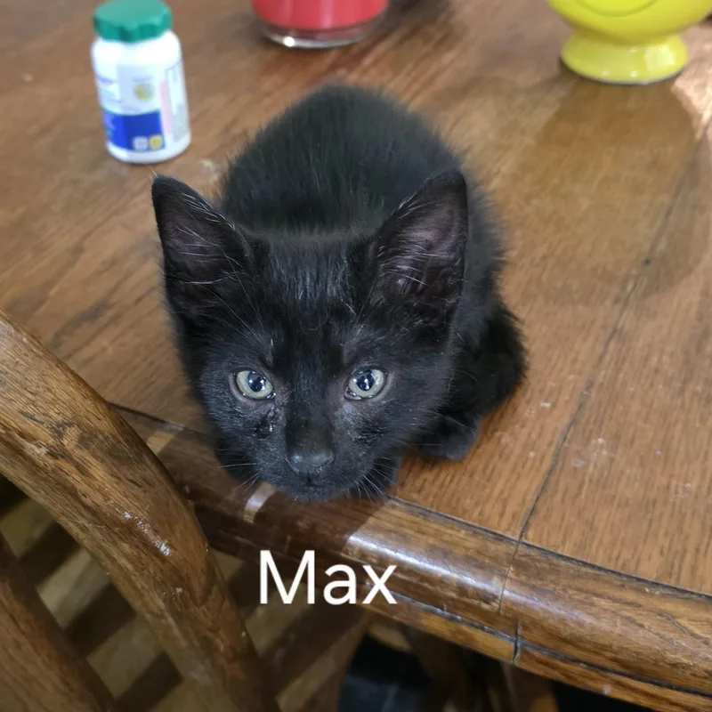 Max thumbnail 4