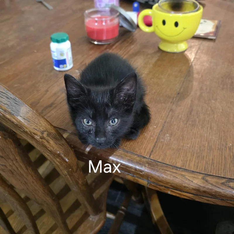 Max thumbnail 6