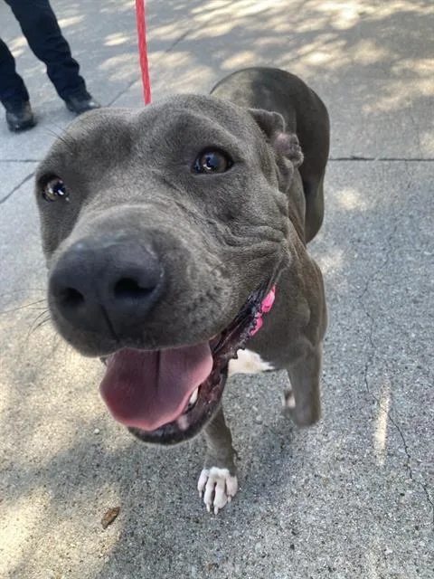 A young large-sized female Mixed Breed dog named Chanel for adoption in Dallas, TX