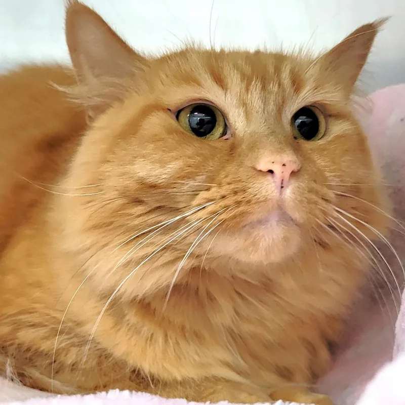 An adult medium-sized female Orange / Red Domestic Long Hair cat named Josie for adoption in Michigan City, IN