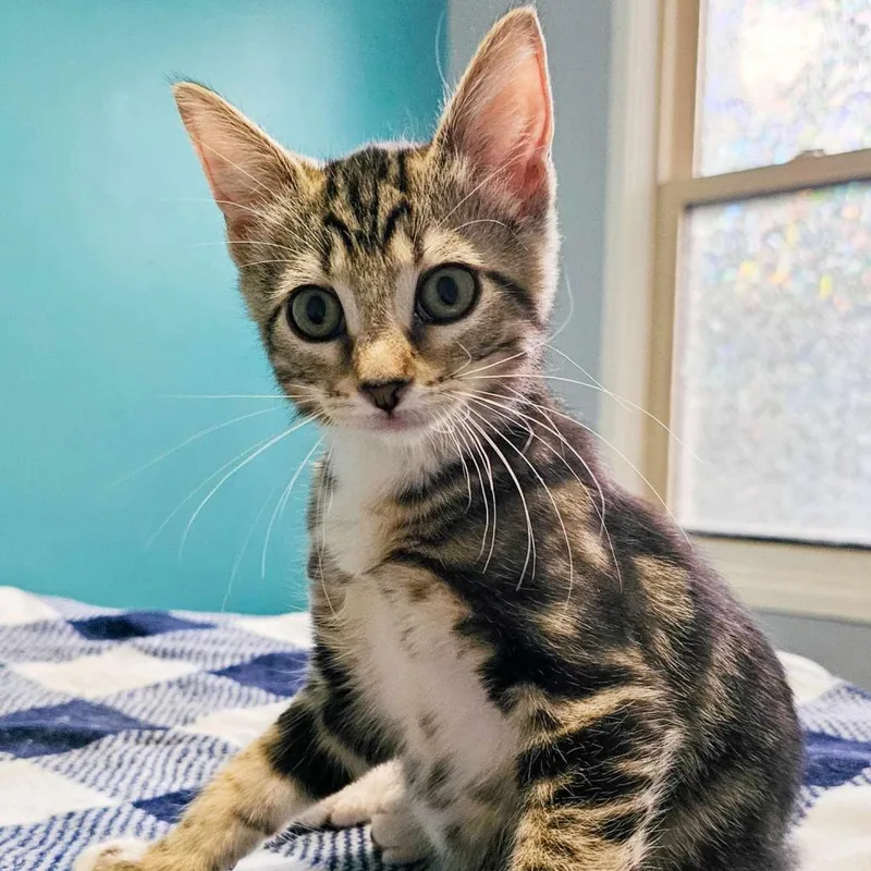 An adult small-sized female Brown / Chocolate Domestic Short Hair cat named Brie for adoption in Danville, IL