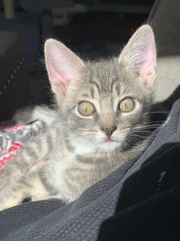 A baby medium-sized male Tabby (Gray / Blue / Silver) Domestic Short Hair cat named Mikey for adoption in Colmar, PA