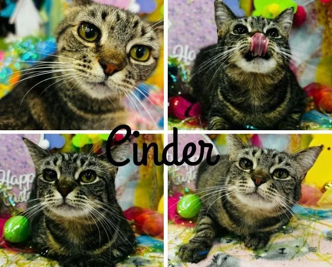 Cinder  Long Term thumbnail 4