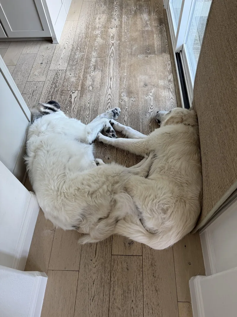 A young large-sized male Great Pyrenees dog named Frank for adoption in Garland, TX