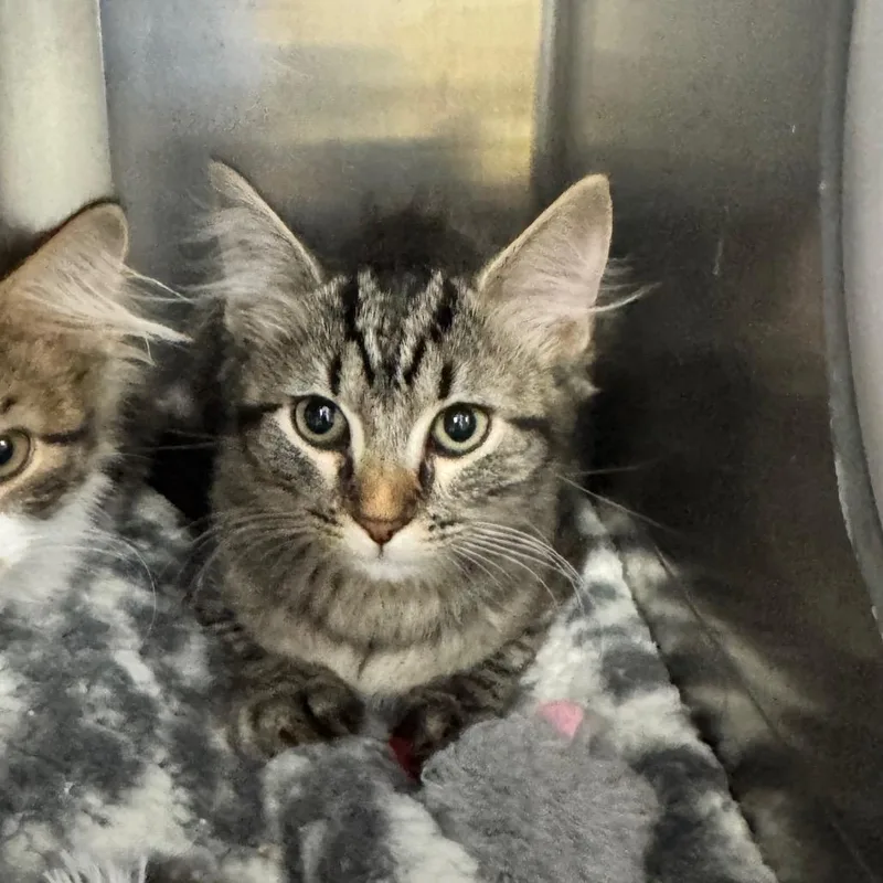 A baby small-sized female Domestic Long Hair cat named Shallot for adoption in Brockton, MA