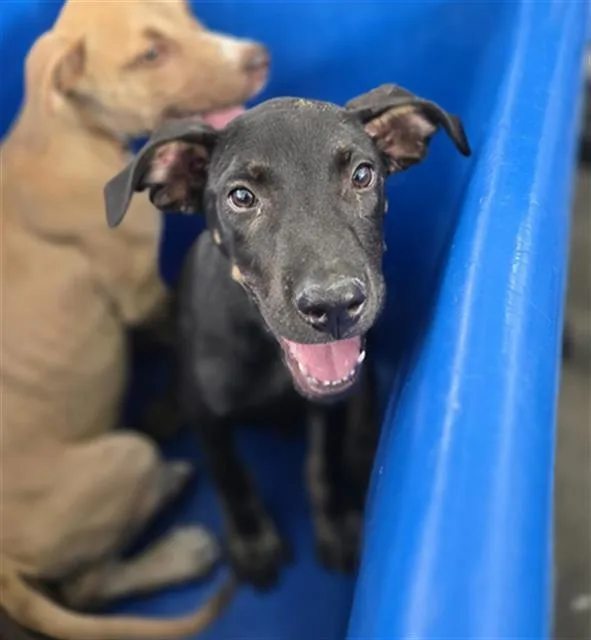 A baby large-sized male Mixed Breed dog named Donut for adoption in Dallas, TX