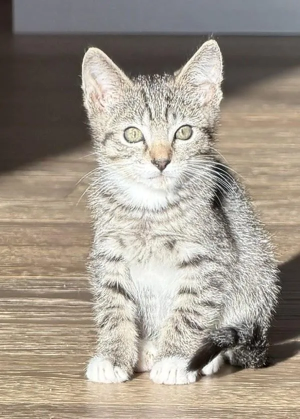 A baby small-sized male Domestic Short Hair cat named Streeter for adoption in Novato, CA