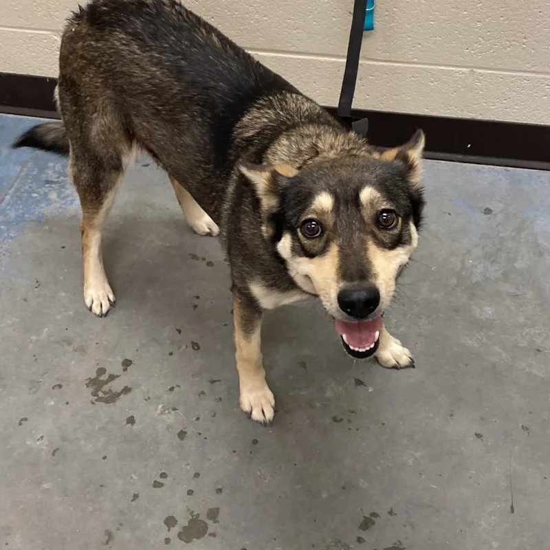 A young medium-sized female Black Mixed Breed dog named Shelbytoyon for adoption in Memphis, TN