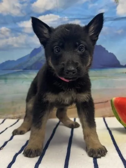 A baby small-sized female Shepherd dog named Scorch for adoption in San Antonio, TX