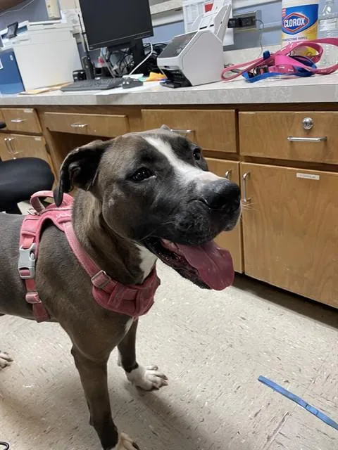 An adult large-sized female Staffordshire Bull Terrier dog named Ren for adoption in Killeen, TX