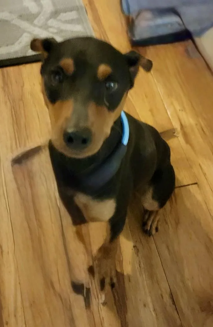 A young small-sized male Miniature Pinscher dog named Tobias for adoption in fort worth, TX