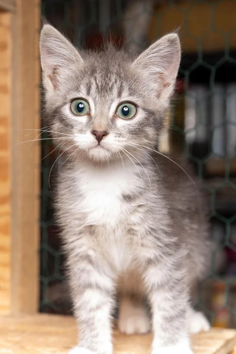 A baby medium-sized male Tabby cat named Garrison for adoption in Cardwell, MT