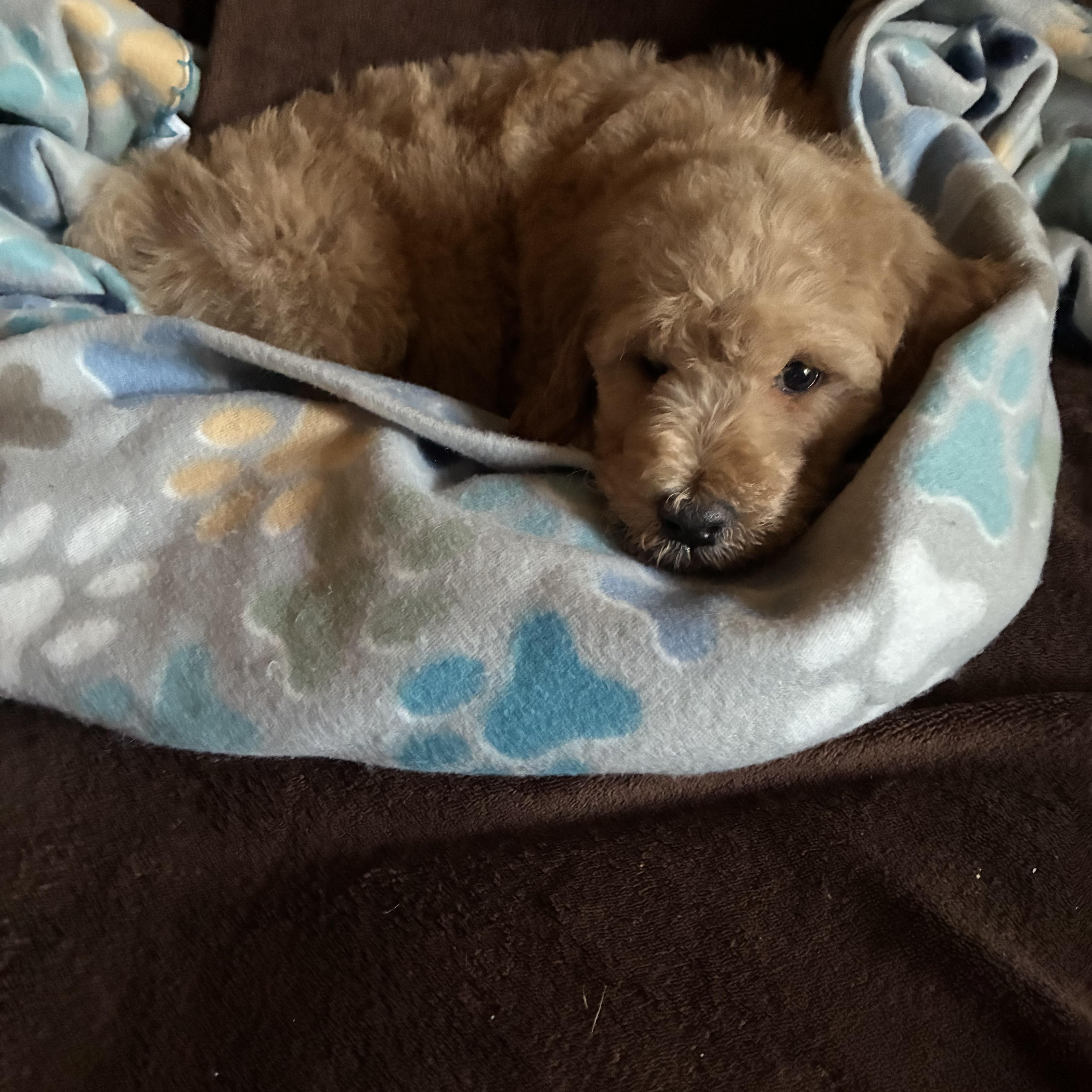 A baby medium-sized male Apricot / Beige Goldendoodle dog named George for adoption in Arcadia, SC