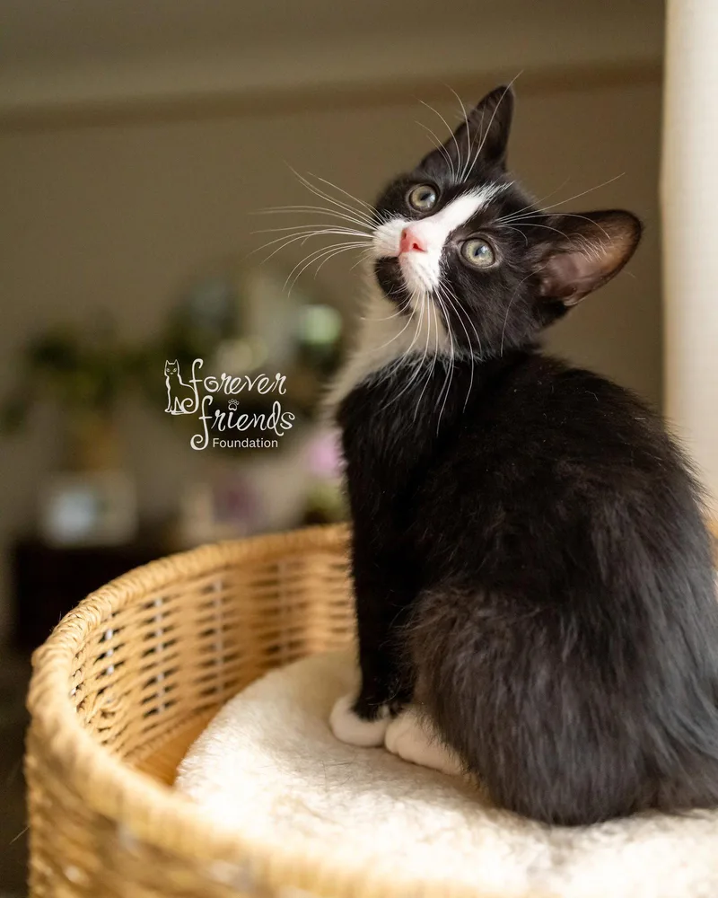 A baby medium-sized male Domestic Medium Hair cat named Jasper for adoption in Northfield, OH