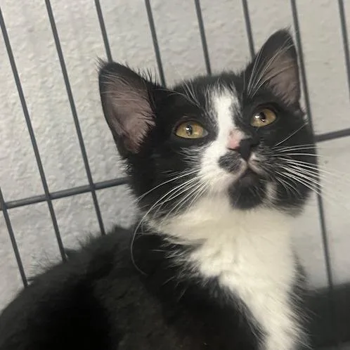 A baby small-sized female Black Domestic Short Hair cat named Slide for adoption in Chaska, MN