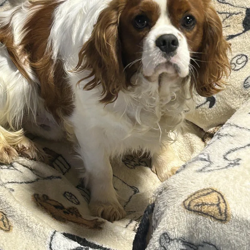 A young small-sized male White / Cream Cavalier King Charles Spaniel dog named Windham for adoption in Antwerp, OH