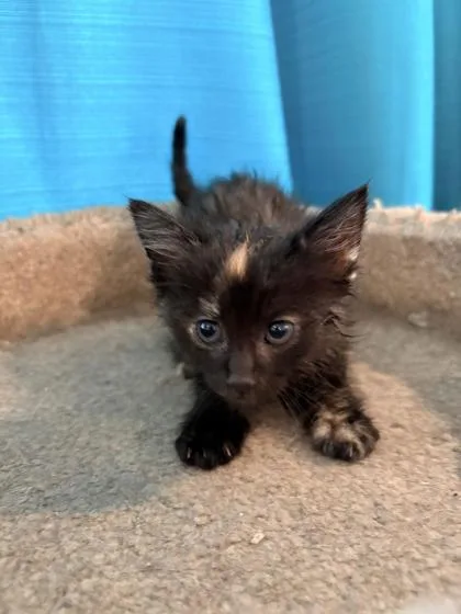 A baby small-sized female Domestic Medium Hair cat named Baja Blast for adoption in Paducah, KY