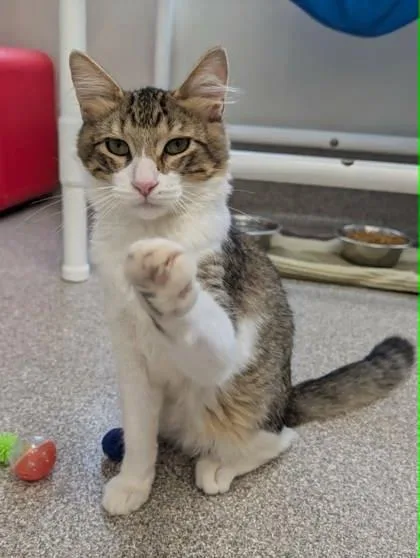 A baby medium-sized male Domestic Short Hair cat named Amos for adoption in Mason, MI