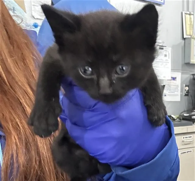 A baby medium-sized male Domestic Short Hair cat named Storm for adoption in Dallas, TX