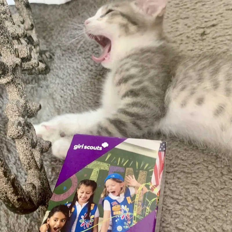 A baby small-sized male Gray / Blue / Silver Domestic Short Hair cat named Samoa for adoption in Long Beach, CA