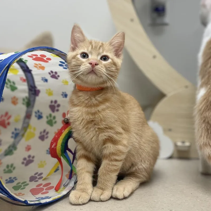A baby small-sized male Domestic Short Hair cat named Cob for adoption in Champaign, IL