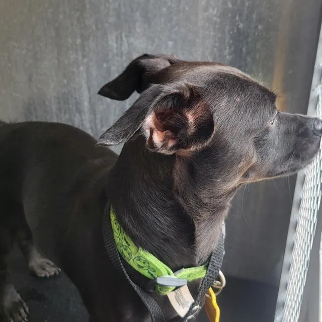 A young small-sized male Chihuahua dog named Billy for adoption in San Antonio, TX