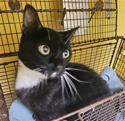 A senior small-sized female Domestic Short Hair cat named Luna for adoption in Los Angeles, CA