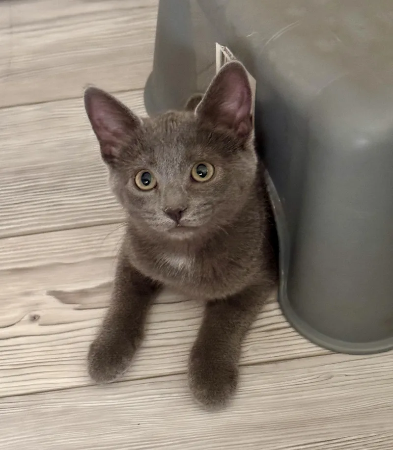 A baby medium-sized male Brown / Chocolate American Shorthair cat named Seren for adoption in Philadelphia, PA