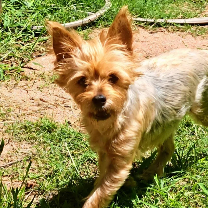 An adult small-sized female Yorkshire Terrier dog named Josie for adoption in Tucson, AZ