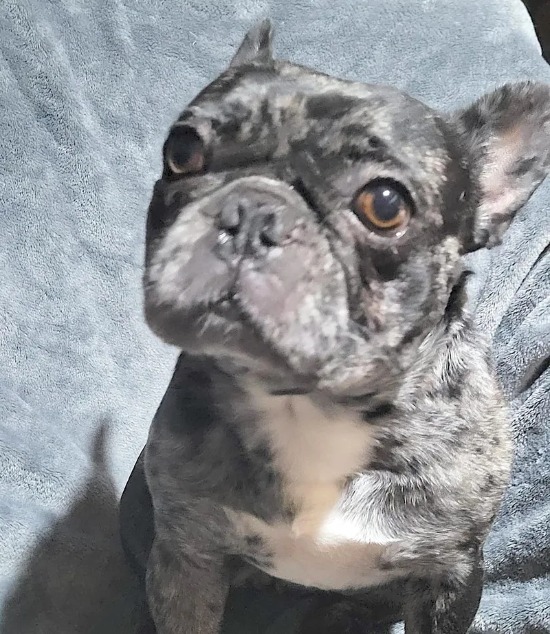Gorda