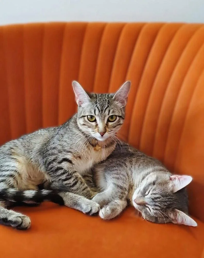 A baby small-sized female Domestic Short Hair cat named Esme for adoption in O'Fallon, MO