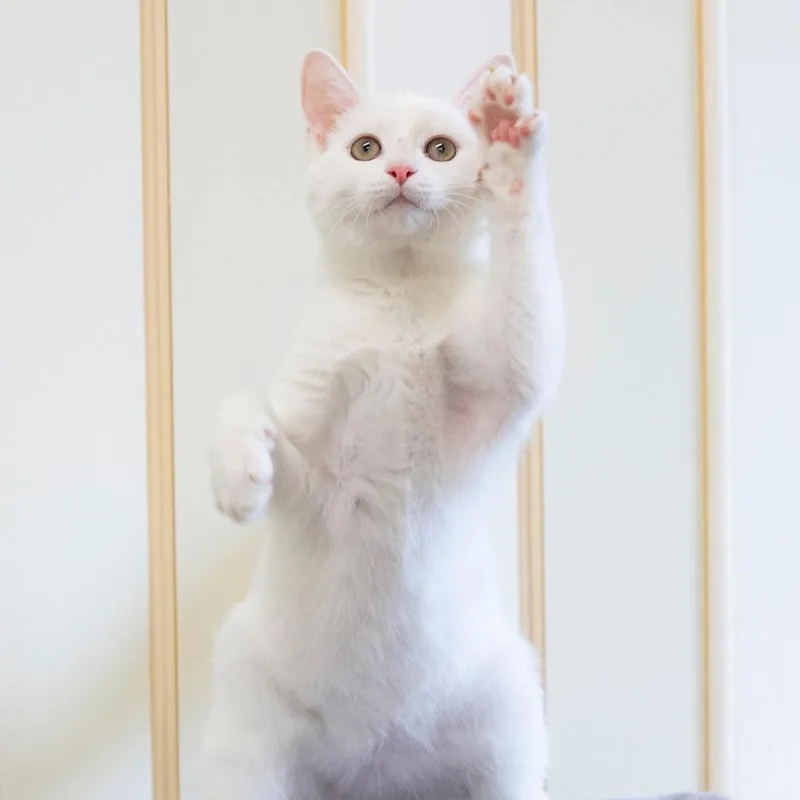 Rasputin thumbnail 2