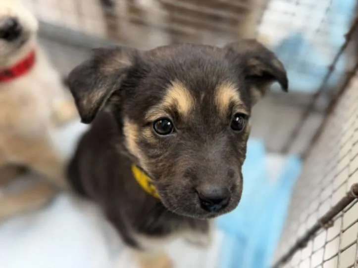 A baby small-sized female Mixed Breed dog named Laso for adoption in Los Angeles, CA