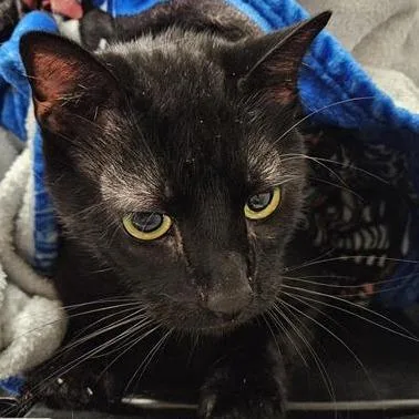 A senior large-sized male Domestic Short Hair cat named Grayson for adoption in Jacksonville, FL